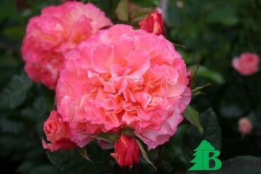 роза в горшке купить: Саженцы роз — коллекционные сортовые окраски Описание: - Роскошные — 7