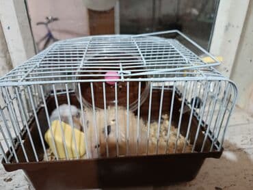 животные хомяк: Продаётся хомяк хороший девочка и мальчик не кусается чистый пушистый — 5