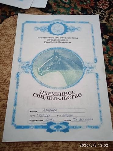 Животные: Продаю | Кобыла (самка) | Английская | Для разведения | Племенные — 8