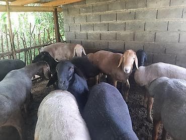 Продаю | Овца (самка) | Для разведения | Племенные at lalafo.kg Продаю | Овца (самка) | Для разведения | Племенные