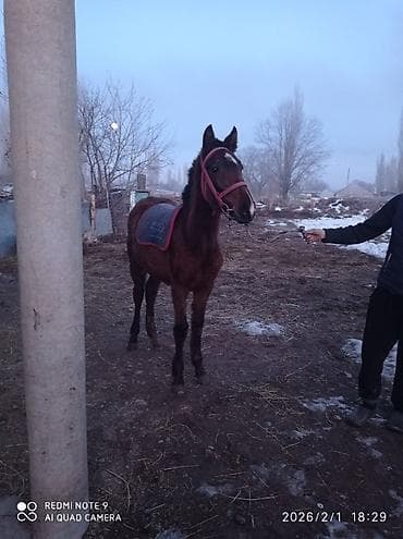 уй сатылат бишкек 2022: Сатам | Тай | Ат спорту — 3