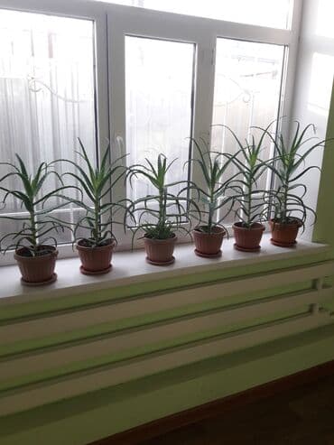 купить аквариум для рыбок недорого: Продаю алоэ разного возраста 1,5-2-3-5-7 лет . г.Каракол. Цена от — 2