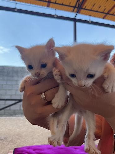 scottish fold: Беспородная, 1 месяц, Мальчик, Белый, Приучена к лотку — 2