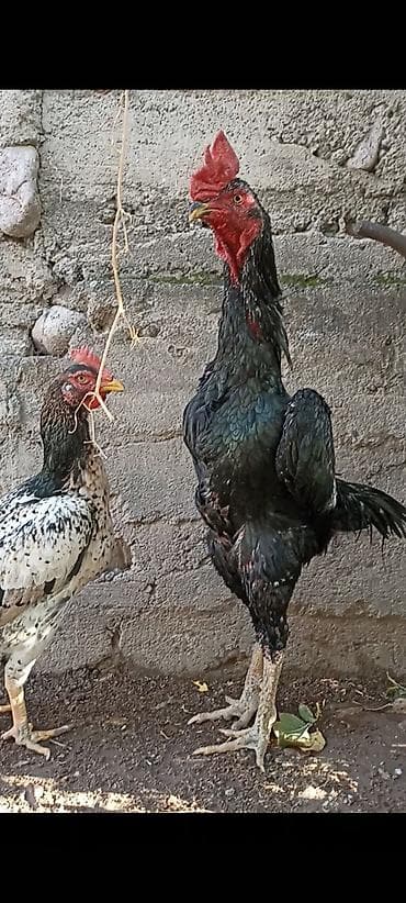 питомник ротвейлер бишкек: Продаю | Петух | Бойцовая | Для разведения — 4
