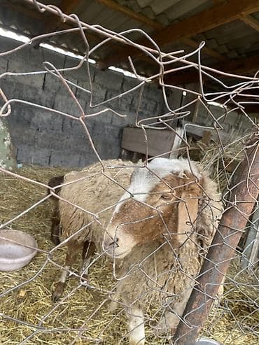 козу ягненок: Продаю | Овца (самка) | Для разведения | Матка — 5