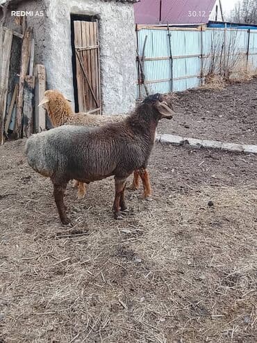 Кошки: Продаю | Овца (самка) | Для разведения — 2