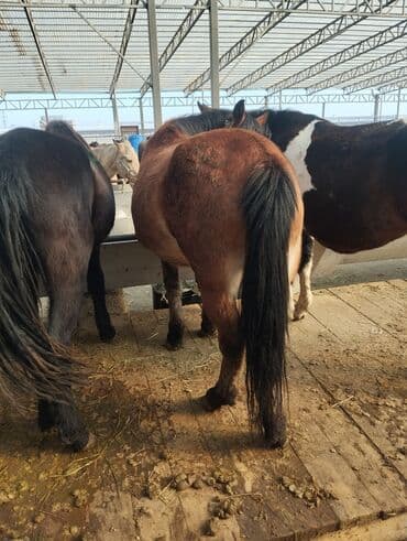 продажа собак хаски: Продаю | Жеребец | Для разведения — 2