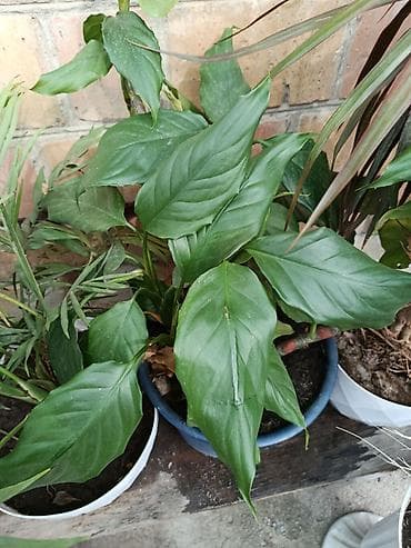 Комнатные растения в горшках 1) Спатифиллум (Spathiphyllum) - Куст с — 1