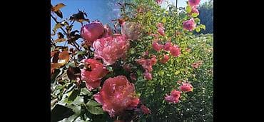 веник семена: Саженцы Самовывоз, Платная доставка — 10