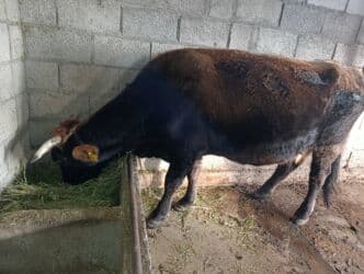 продаю кукурузу в початках: Сатам | Уй (ургаачы) | Көбөйтүү үчүн | Бооз — 1