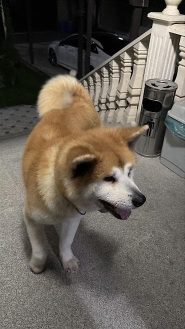 акита инк: 🐕 Кобель акита-ину для вязки Предлагается кобель породы Акита-ину для — 2