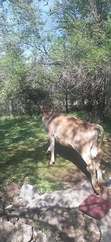 куда отдать собаку бишкек: Продаю | Тёлка | Швицкая | На откорм | Отела не было — 3