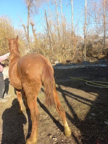 Грызуны: Продаю | Конь (самец) | Для разведения | Мерин — 6