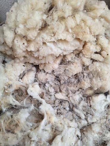 ак жугору: Сатам | Ургаачы кой (ургаачы) — 3