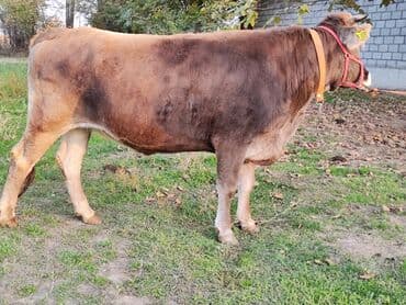 собаки для охраны: Продаю | Тёлка | Швицкая | Для молока | Стельные, Искусственник, Нетель — 10