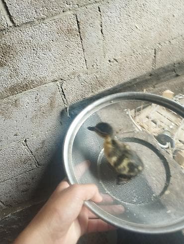 Утёнок (дикая утка 🦆) - Порода/окрас: тёмный с желтыми пятнами — 2