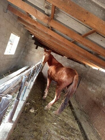 красный речка: Сатам | Бээ (ургаачы) — 6