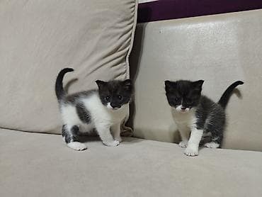 тез арада: Котята, 2 малыша с уникальным тигрово-дымчатым окрасом «black & — 4