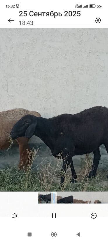 седоголовый щегол: Продаю | Овца (самка) | Для разведения | Матка — 1