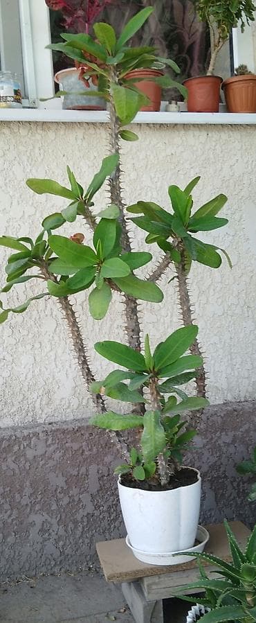 Юкка молочайная (Молочай Милла, Euphorbia milii) в горшке - Крупный
