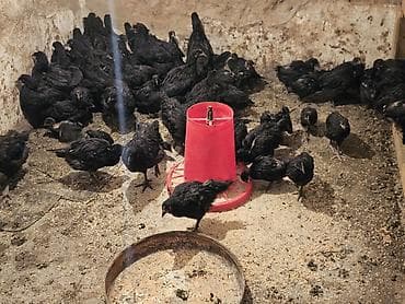 кури: Продаю | Цыплята | Для разведения — 3