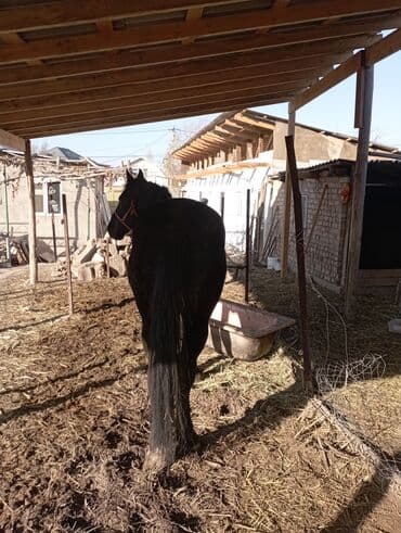 ит доберман: Продаю | Конь (самец) — 6