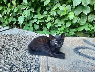 сфинкс даром: Черный котёнок с дымчатым подпалом - Возраст: примерно 2 - Окрас — 3