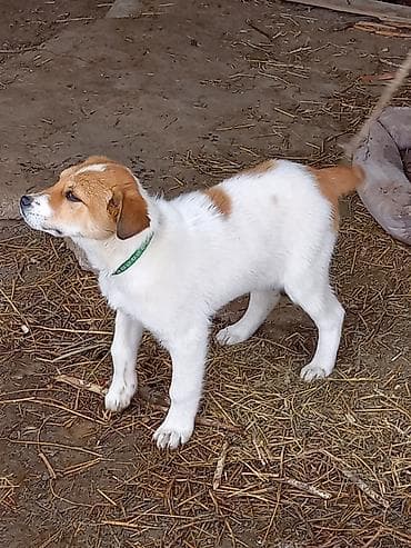 Грызуны: 3 месяца, Самка, С прививкой — 2