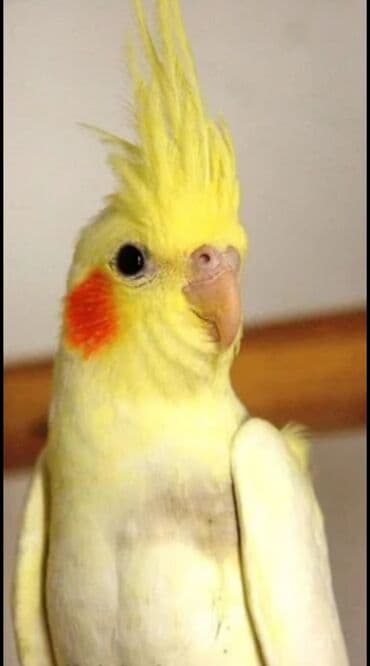 трафареты для рисования животных: Попугаи кареллы хорошо учатся говорить и приручаются к рукам. Так же — 10