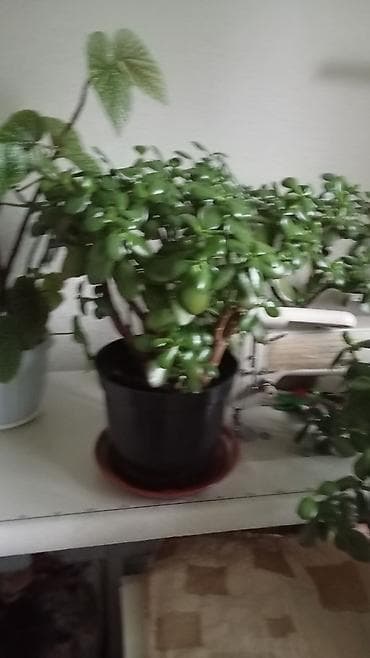 пеларгони: Комнатные растения в горшках - Пеларгония (герань) — несколько — 8