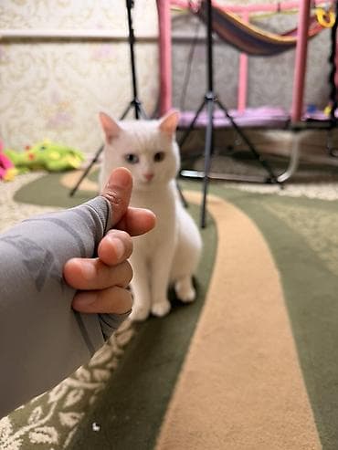белый кошка: Белый домашний кот, редкая особенность — гетерохромия (один глаз — 2