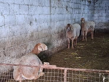 ош карова: Продаю | Овца (самка) | Для разведения | Племенные — 10