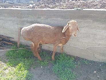 сколько стоит ягнёнок: Продаю | Баран (самец) — 2