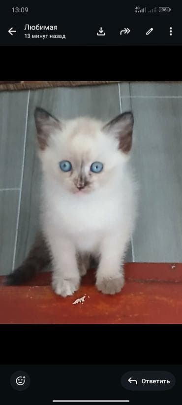 шатланский кошка: Шотландские котята (скоттиш-фолд/скоттиш-страйт), помёт от домашней — 5