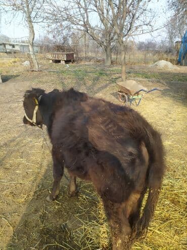 продам бу оборудование для птицефабрики: Продаю | Бык (самец) | На откорм | Привязанные — 2