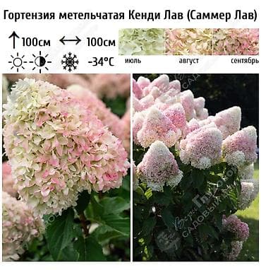 азотная: Саженцы — 5