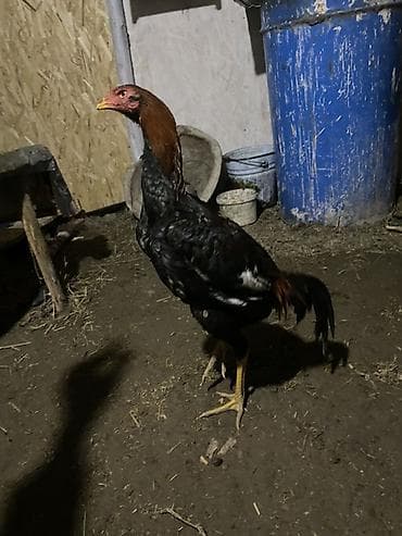 жылкы жаныбар: Сатам | Короздор | Тебиштирүүчү | Көбөйтүү үчүн — 1