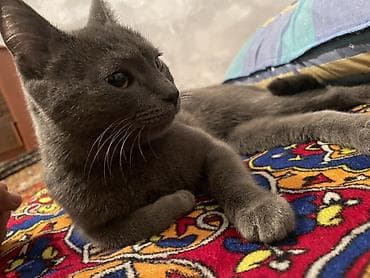 хорек купить: Кошка даром: Русская голубая, 5 месяцев, Девочка — 3