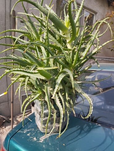 алоэ вера форевер: Алоэ вера (крупное комнатное растение) (7-ми летнее) - Крупный — 4