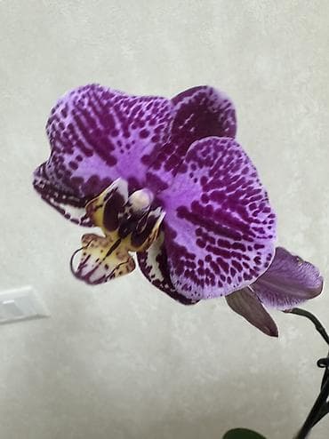 Комнатные розы: Домашняя Орхидея Голландская Phalaenopsis насыщенно-фиолетовая — 1