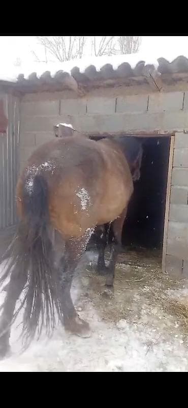 ит аттары: Сатам | Байтал | Дончак — 1