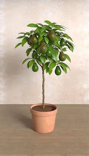 монстера цена: Авокадо 🥑 - Плодоносит. - Полив: раз в 7–9 дней. - Листья здоровые — 1