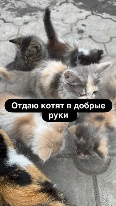 животные кошки: Отдаются в добрые руки милых котята. - Окрас: серо-бежевые — 1