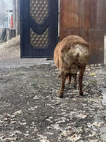 Аквариумдар: Сатам | Кочкор (эркек) | Арашан | Көбөйтүү үчүн | Асыл тукумдуу — 2