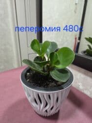 кастрюля большая: Спатифиллум (Spathiphyllum) в декоративном кашпо - Крупный, густой — 22