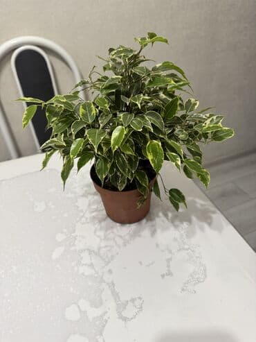 цветы гвоздика: Пальмы(Хомедория),замиокулькасы(доллар) Зензи,черный доллар,зеленый — 10