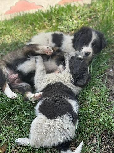 купить сову: Щенки-дворняги, помет разноокрасочный - Возраст: примерно 1–2 месяца — 8