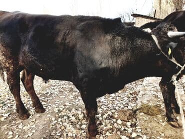 попугай корела: Продаю | Бык (самец) | Алатауская | На забой | Осеменитель — 3