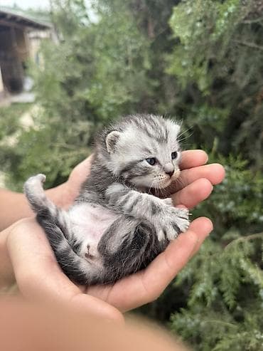 бурма кошка: Британский Котёнок с серебристо-чёрным мраморным окрасом (tabby) — 1