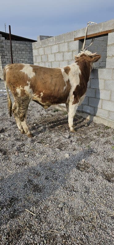 сколько стоит кошка в бишкеке: Продаю | Корова (самка), Бык (самец), Тёлка | Монбельярд | Для разведения, Для молока | Осеменитель — 5